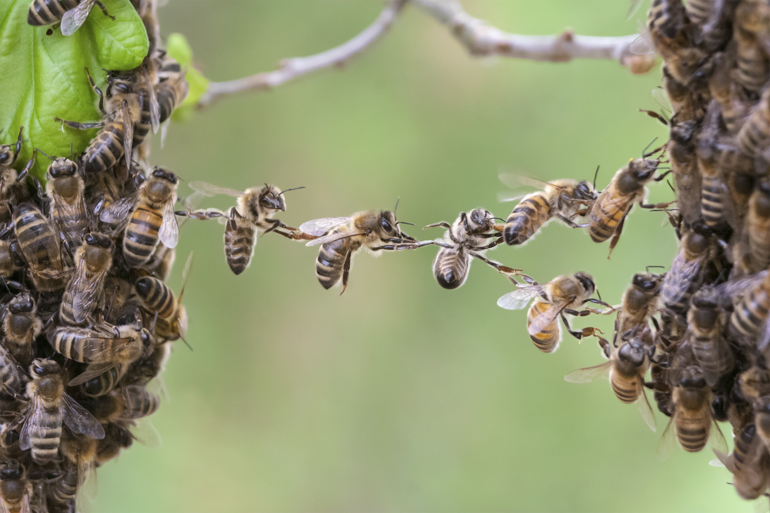 Bees linking two swarms